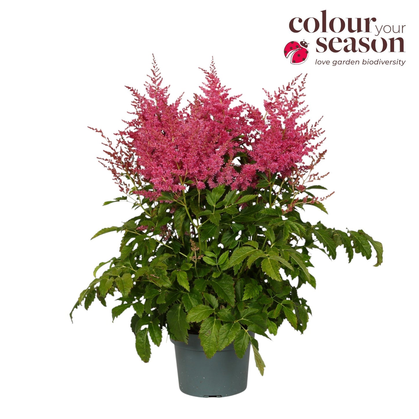 Astilbe Arendsii Pink 50cm 19cm Pot