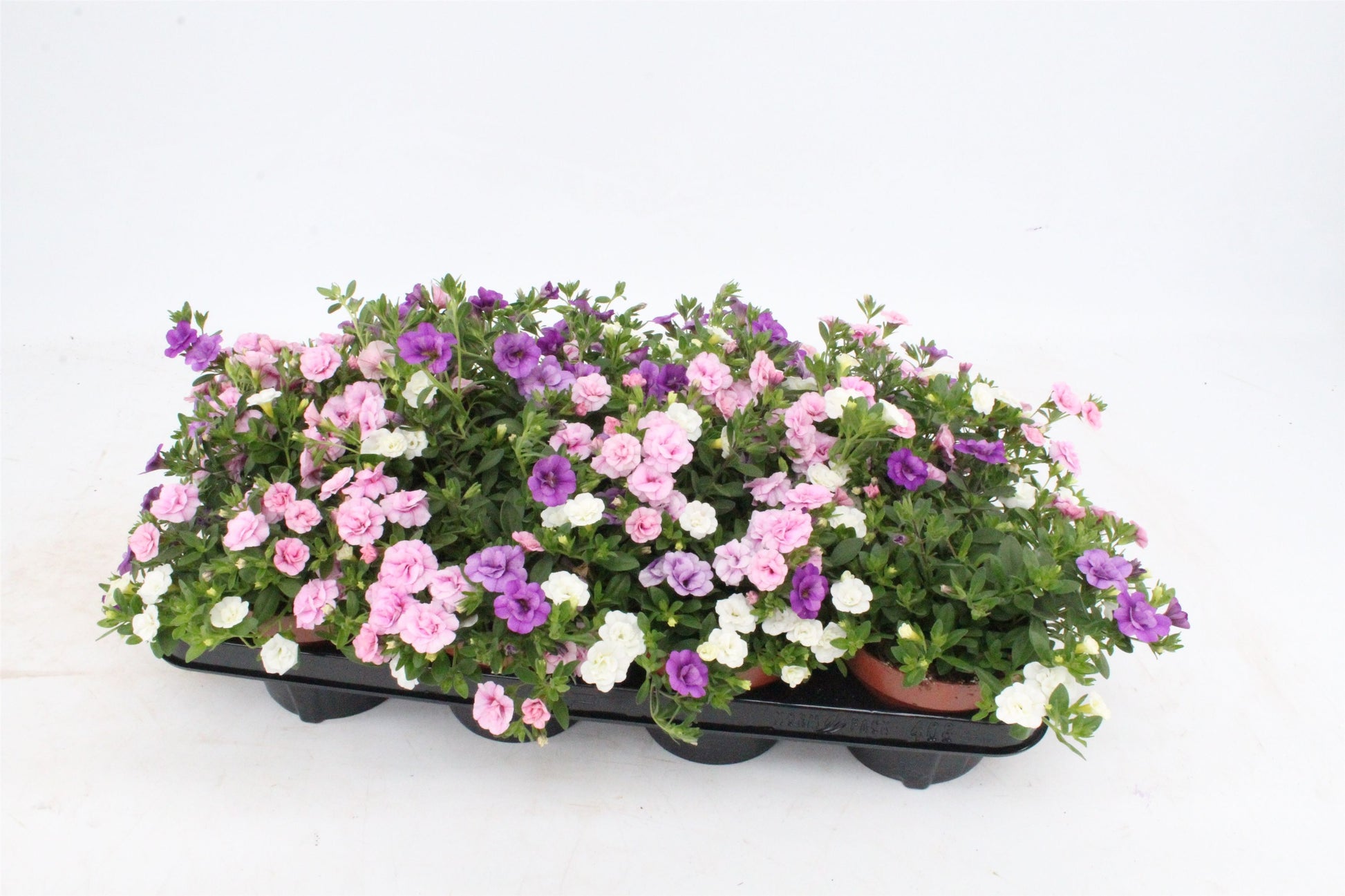 Calibrachoa Trixi Petticoat 15cm 13cm Pot
