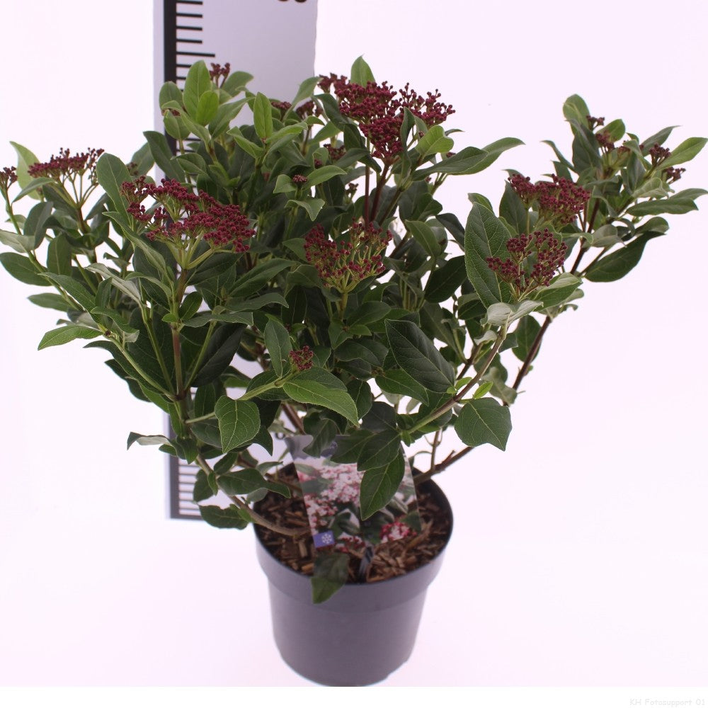 Viburnum tinus Gwenllian 40cm 17cm Pot