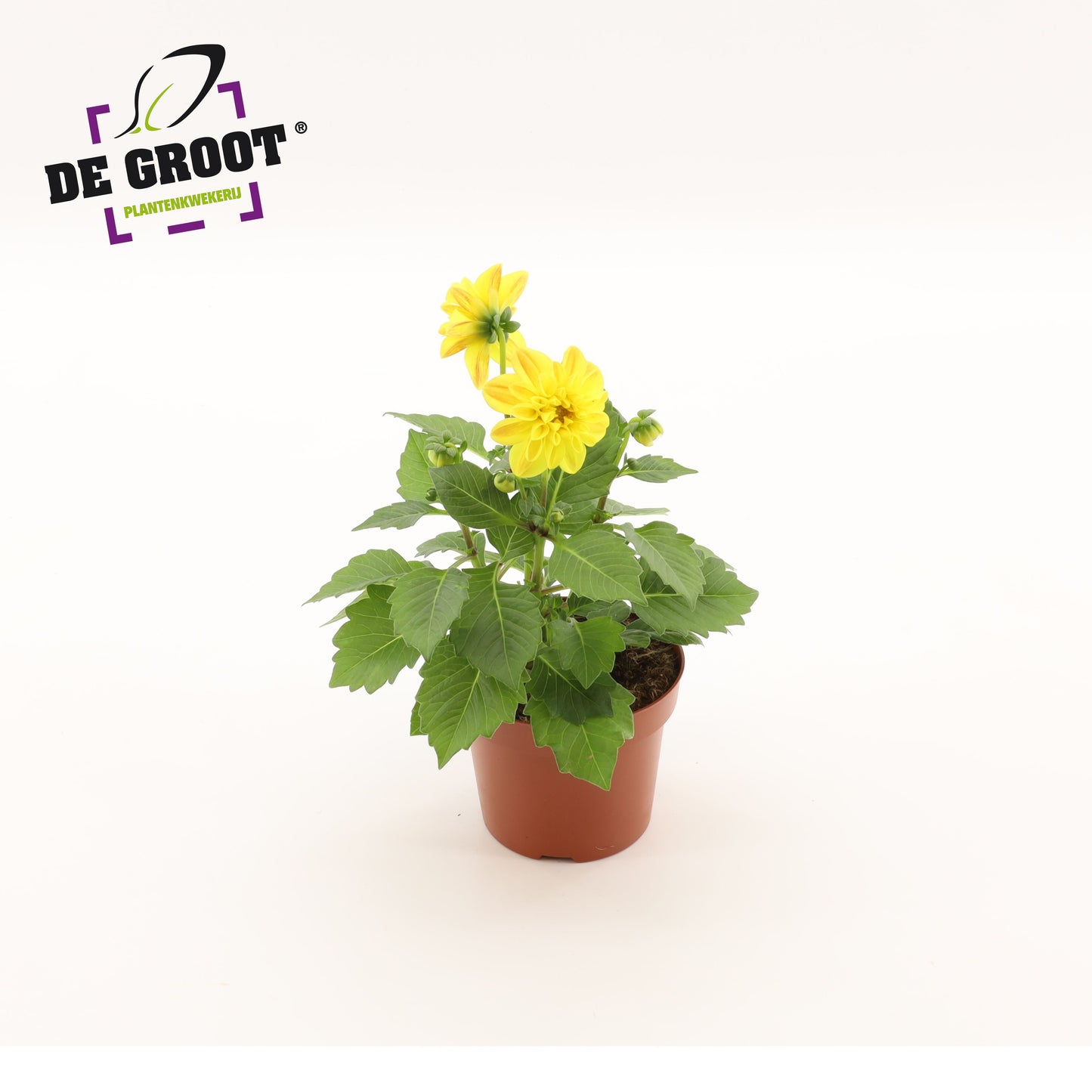 Dahlia yellow 25cm 12cm Pot