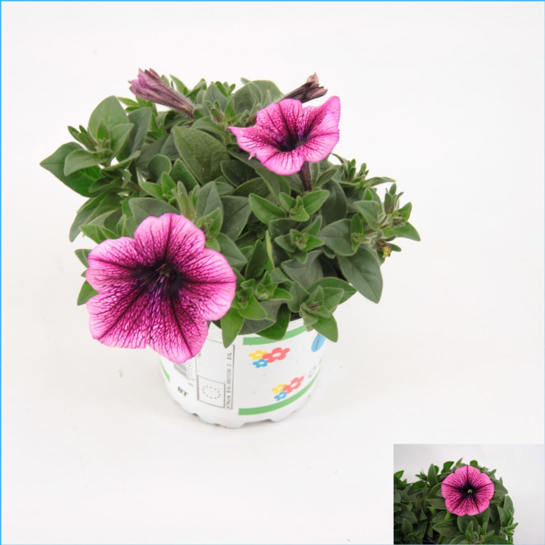 Petunia lilac dark vein 20cm 510cm Pot