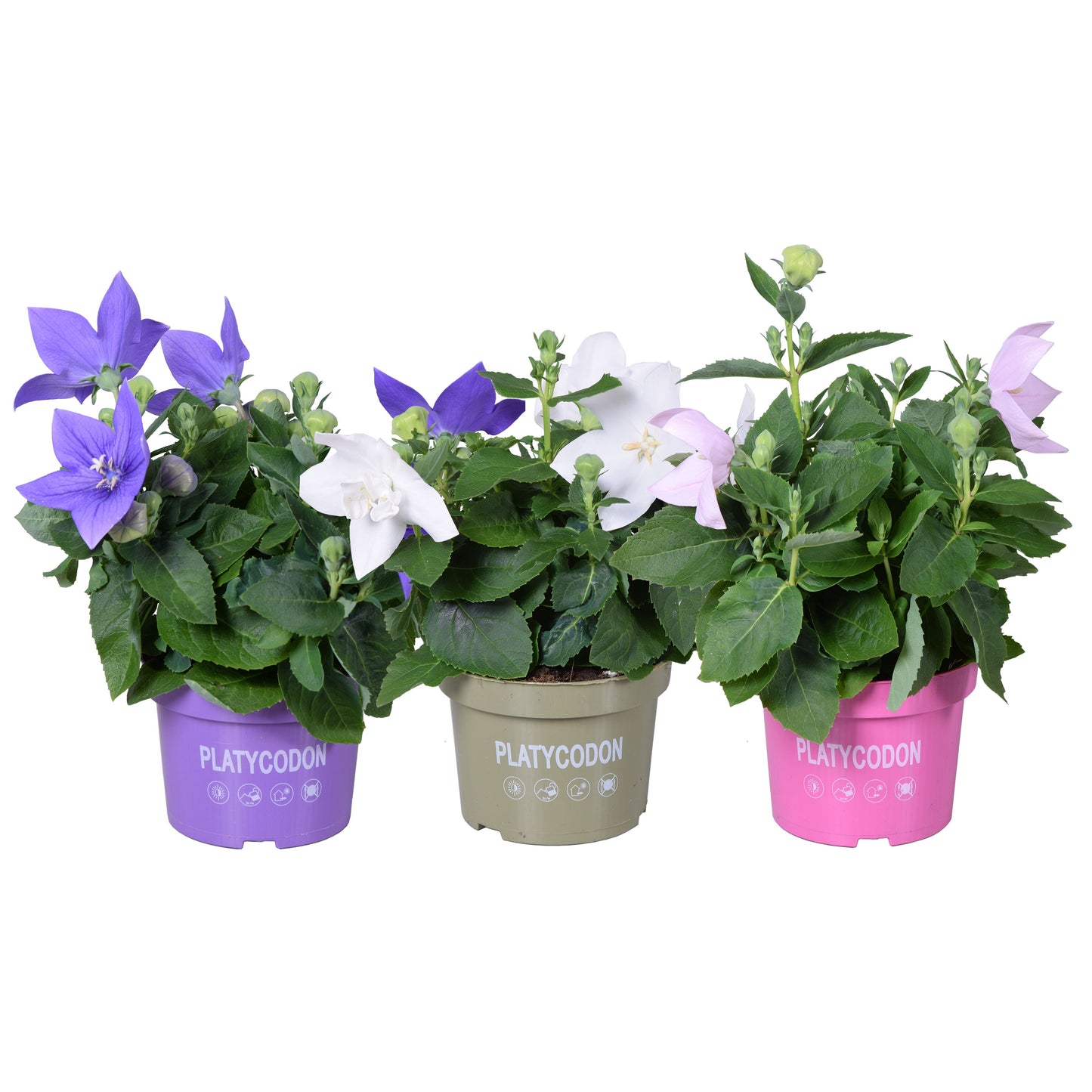 Platycodon Astra mix 25cm 13cm Pot
