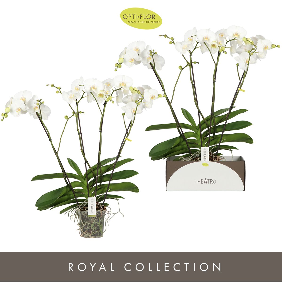 Phalaenopsis Theatro white 85cm 17cm Pot