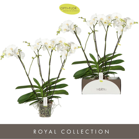 Phalaenopsis Theatro white 85cm 17cm Pot
