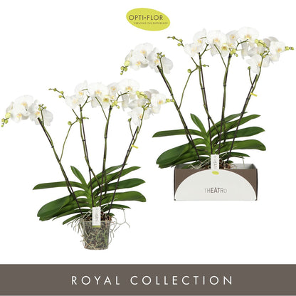 Phalaenopsis Theatro white 85cm 17cm Pot