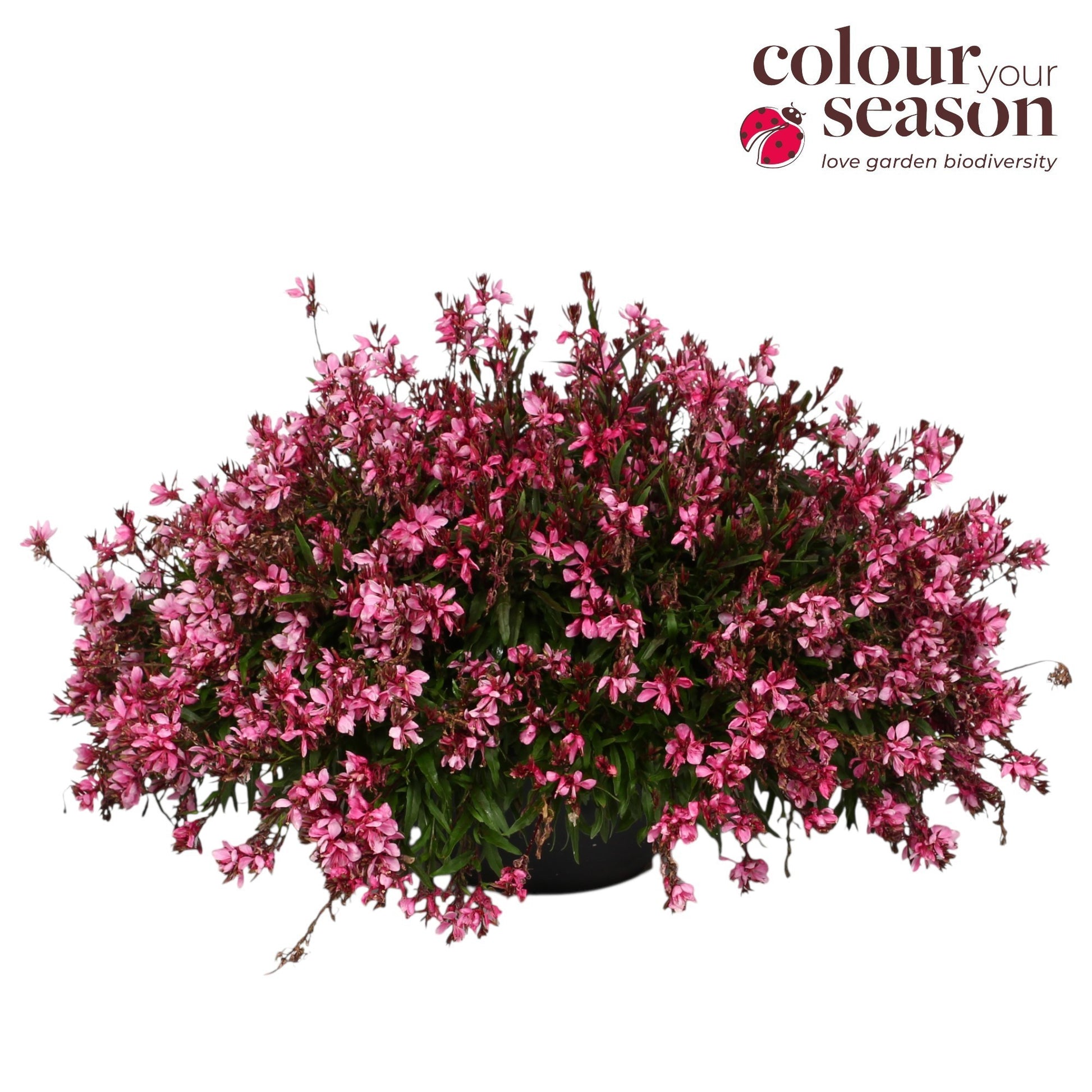 Gaura Gaudi Rose 70cm 30cm Pot