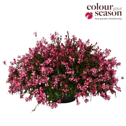 Gaura Gaudi Rose 70cm 30cm Pot