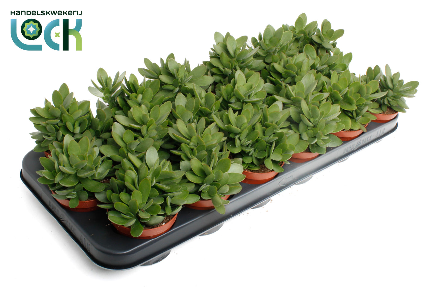 Crassula Moneymaker 10cm Special Pot (508)
