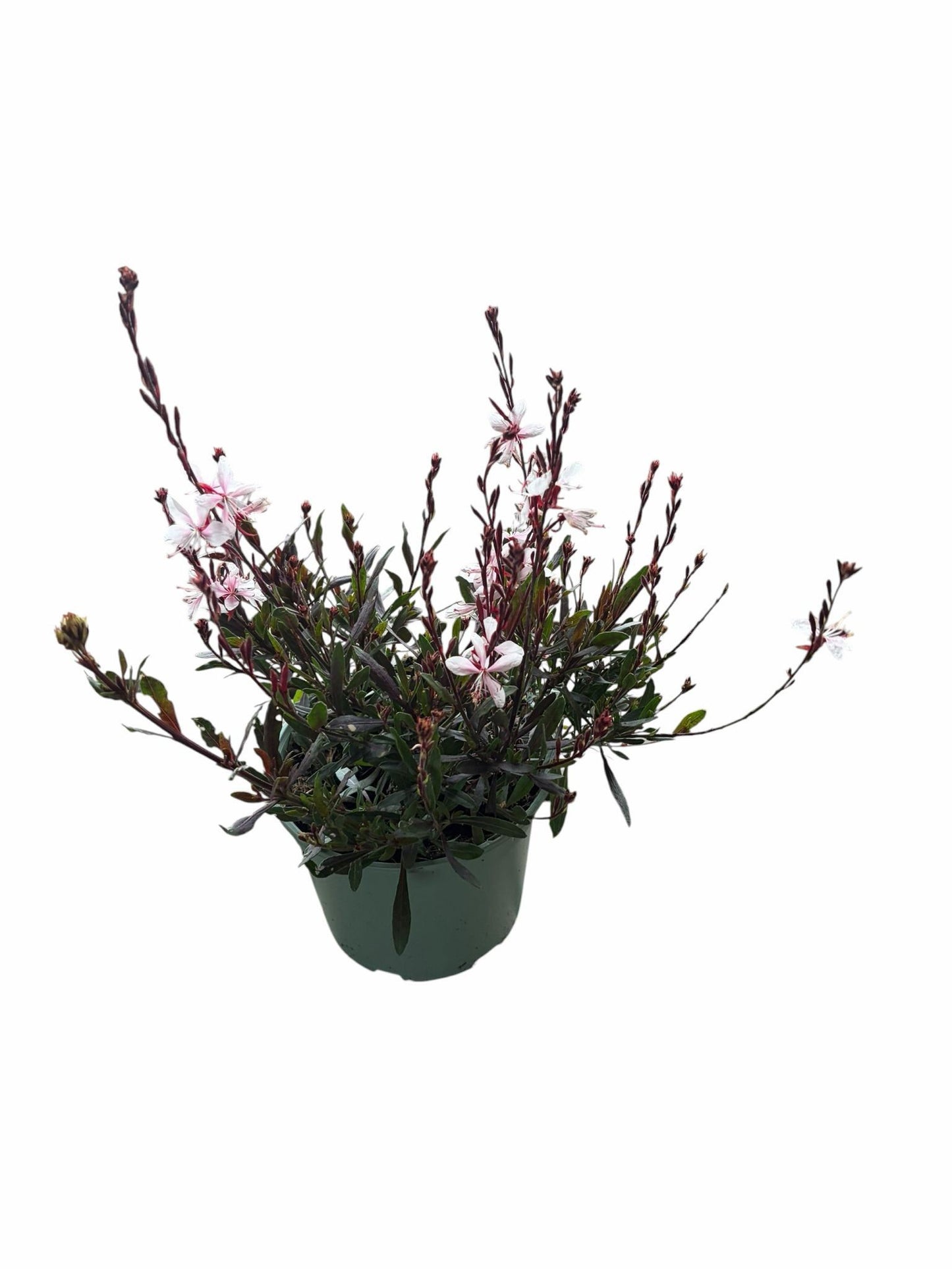 Gaura lind. Whirling Butterflies 50cm 17cm Pot
