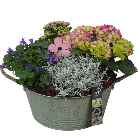 PTSO6008 Arrangementen Tuinplanten 26cm 27cm Pot