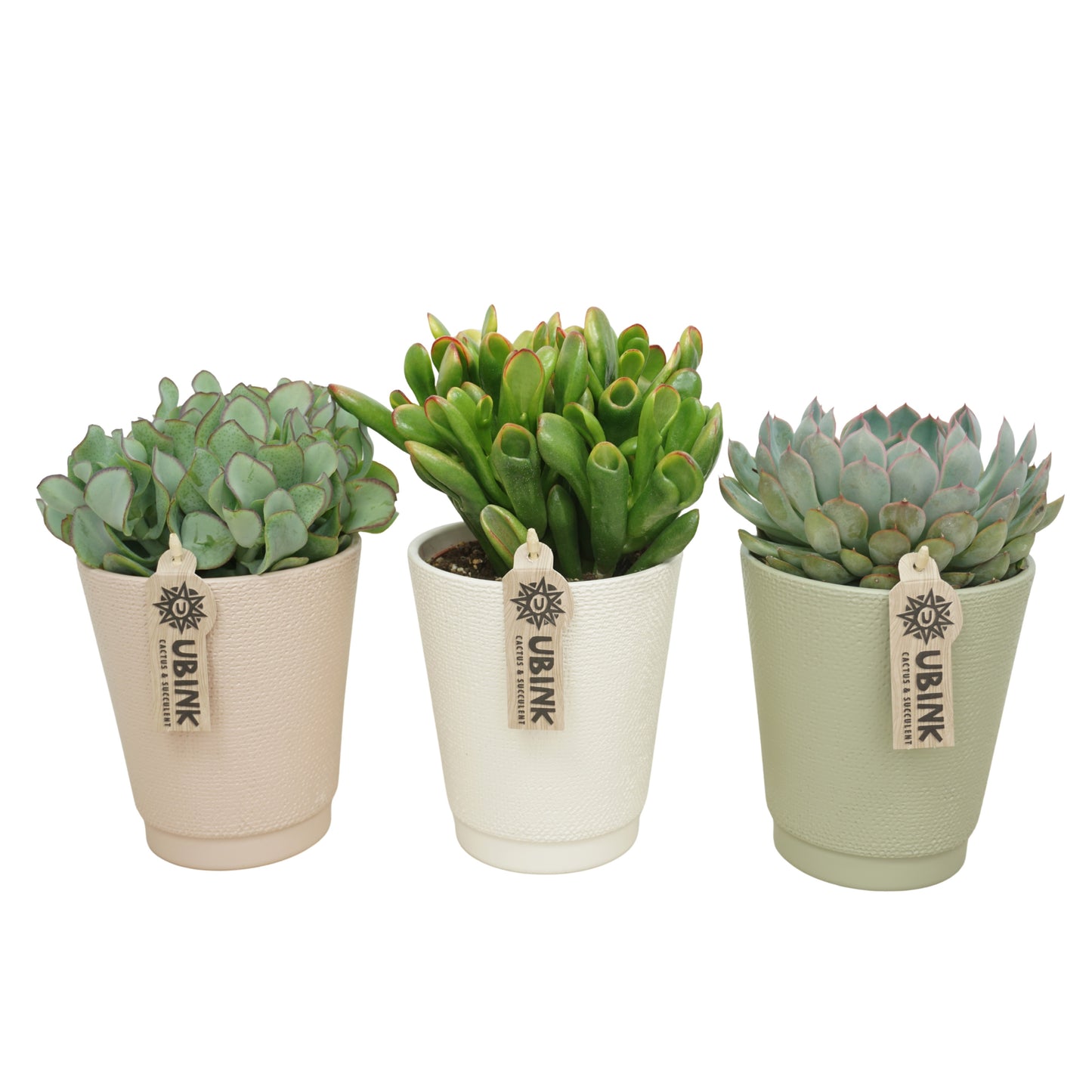 Succulenten mix (+ drp.ceramic) 20cm 12cm Pot