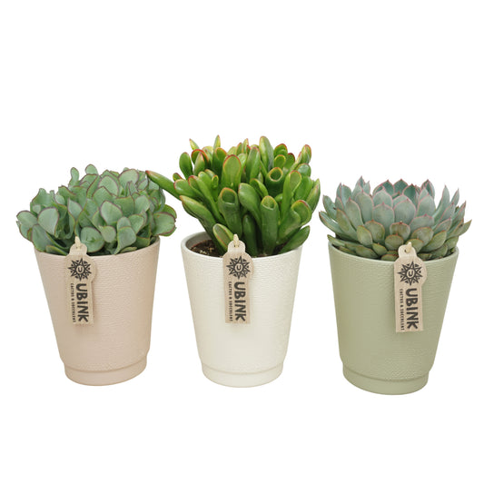 Succulenten mix (+ drp.ceramic) 20cm 12cm Pot