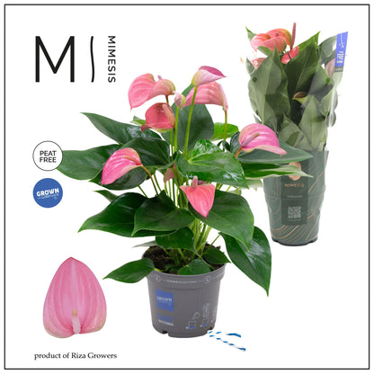 Anthurium Joli 45cm 12cm Pot