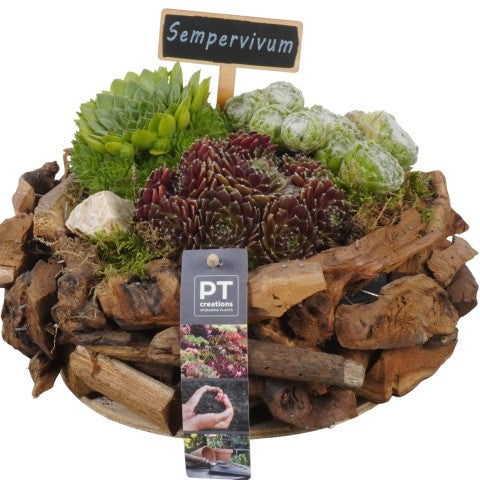 PTS7444 Arrangementen Sempervivum 18cm 24cm Pot