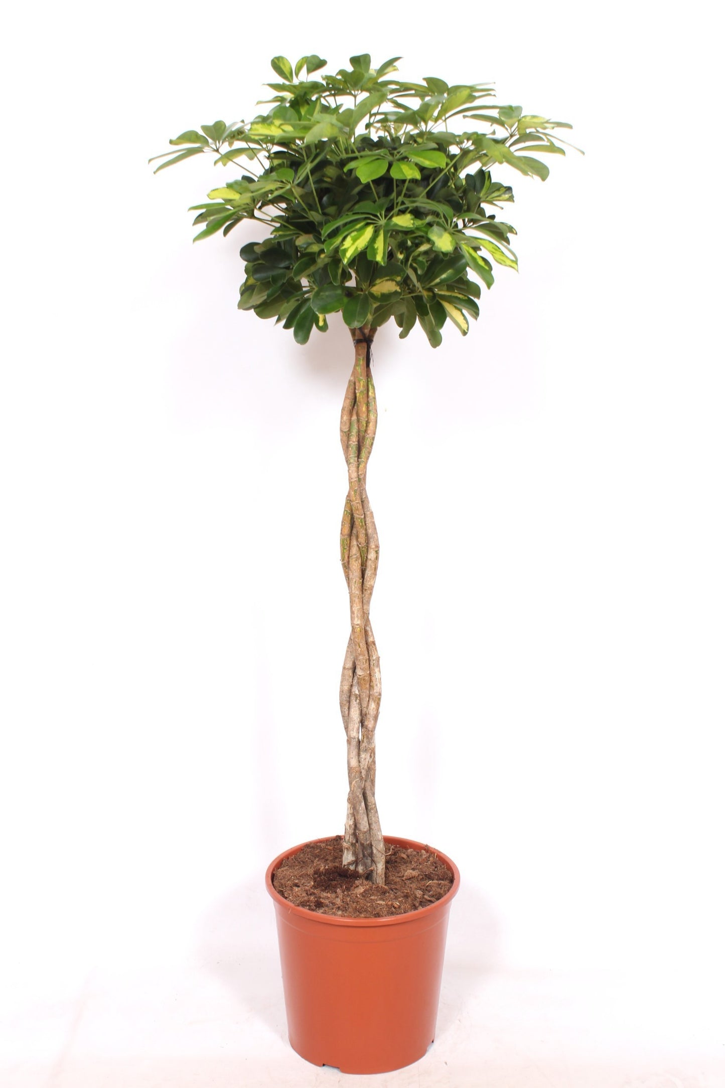 Schefflera Gold Capella braided 130cm 30cm Pot