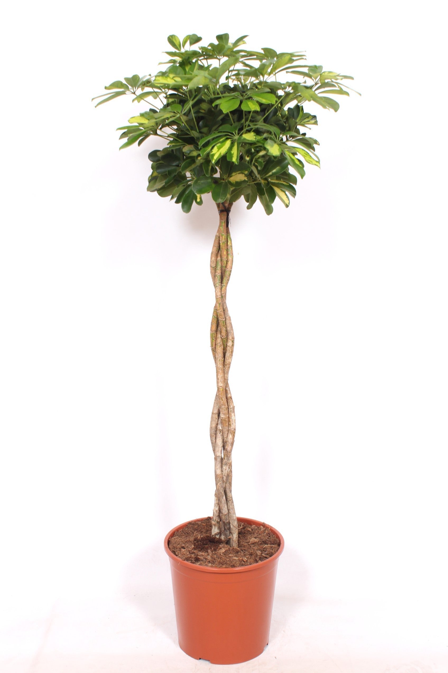 Schefflera Gold Capella braided 130cm 30cm Pot
