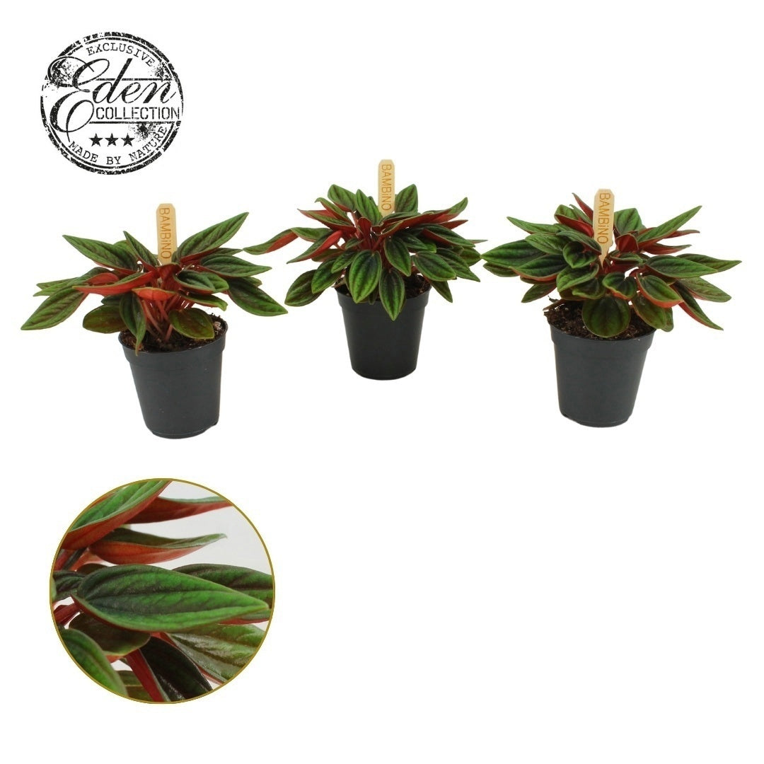 Peperomia Rosso 10cm 505cm Pot
