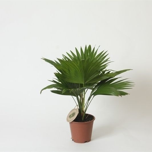Livistona rotundifolia 45cm 12cm Pot