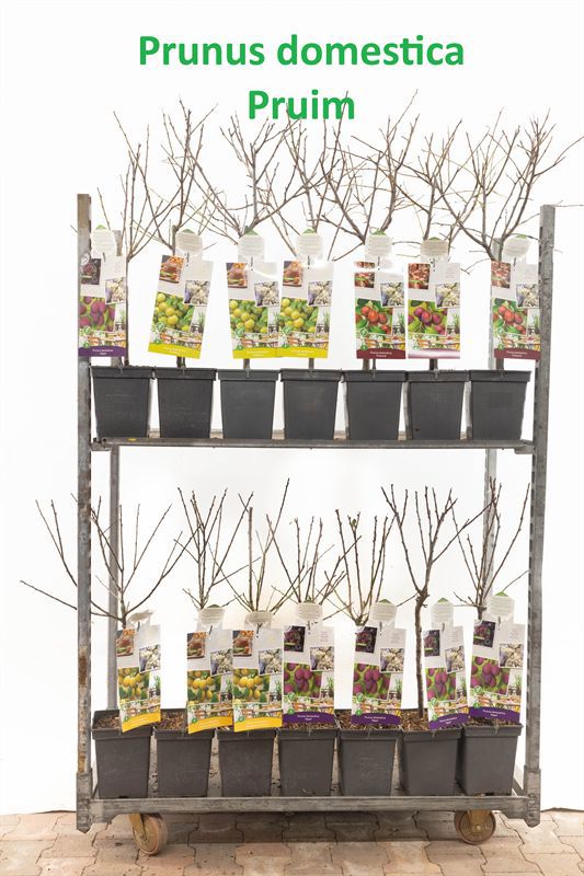 Prunus domestica (Plum) mix 90cm 18cm Pot