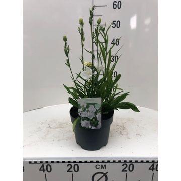 Campanula Takion White (perennial) 45cm 19cm Pot