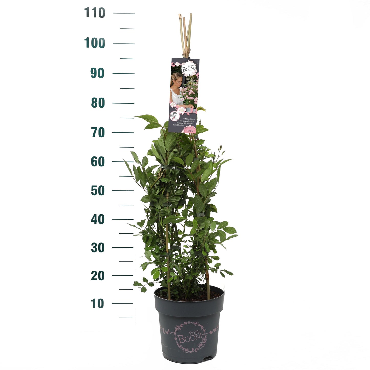 Rosa Hybrid 70cm 24cm Pot