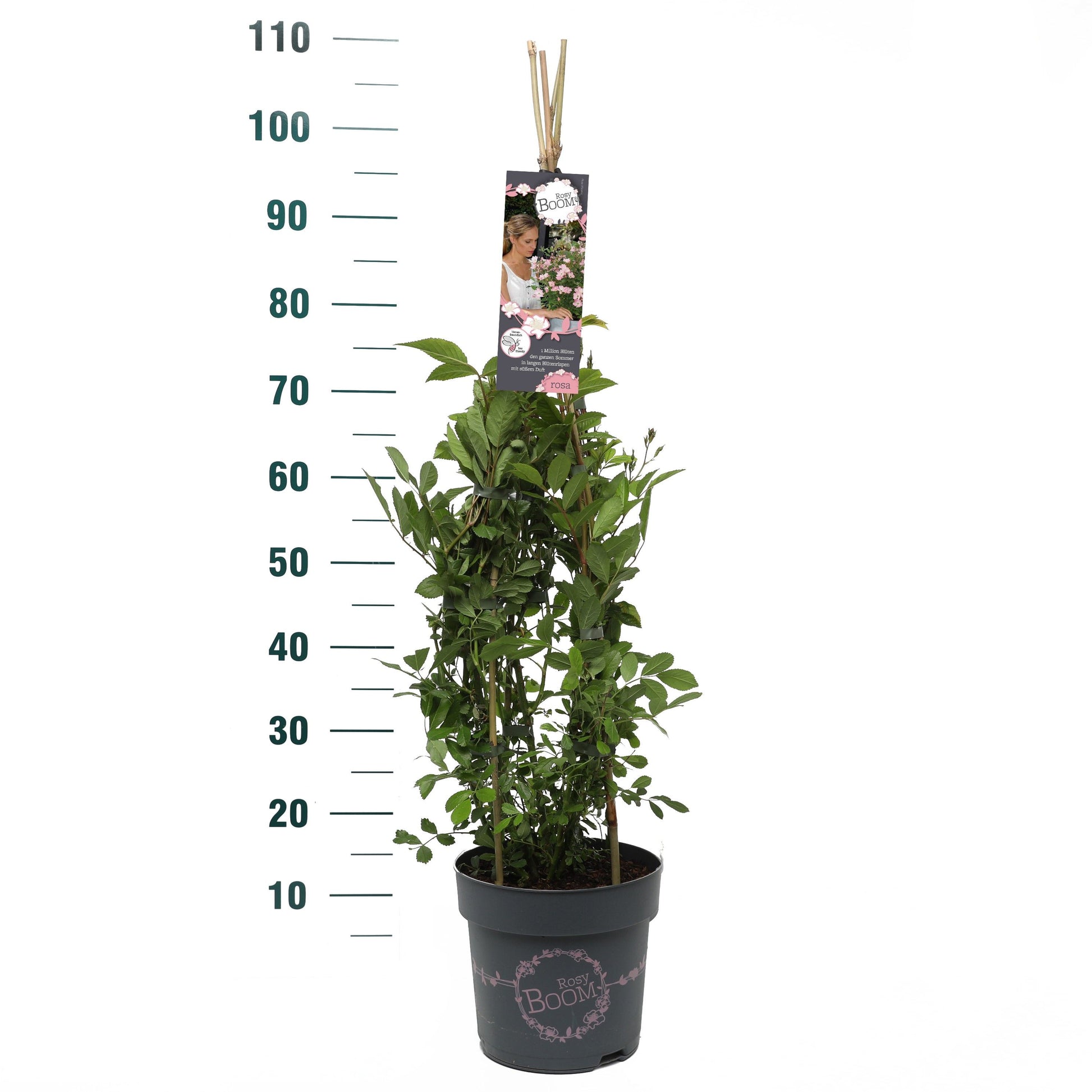 Rosa Hybrid 70cm 24cm Pot