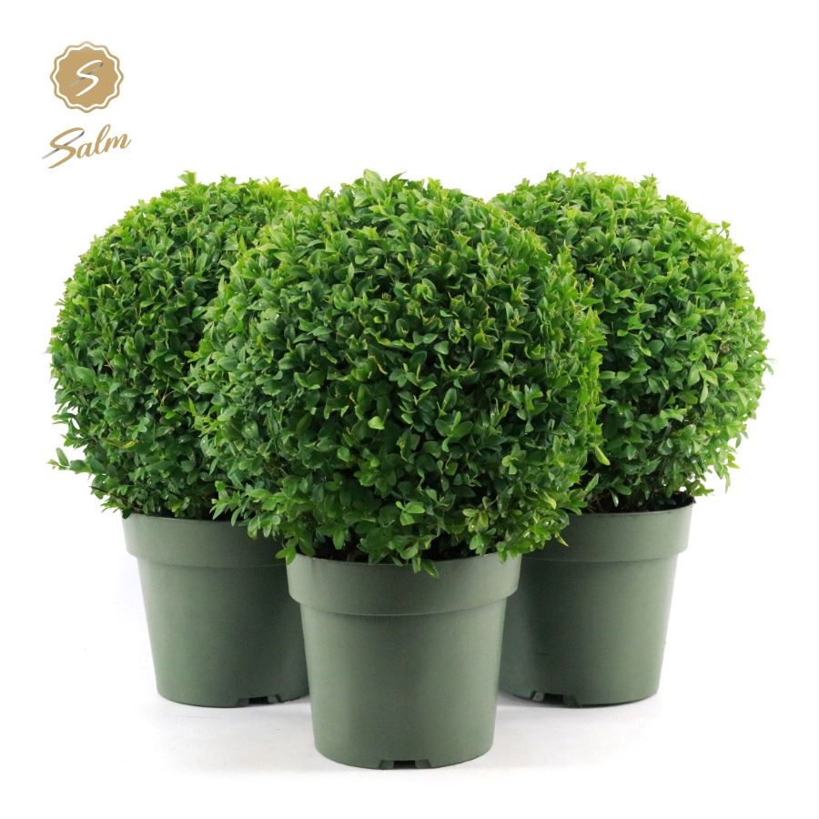 Buxus sempervirens  ball 40cm 21cm Pot