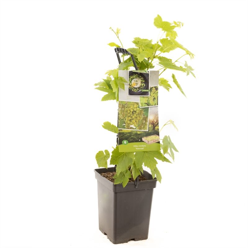 Vitis vinifera Himrod (Seedless White Grape) 65cm 18cm Pot