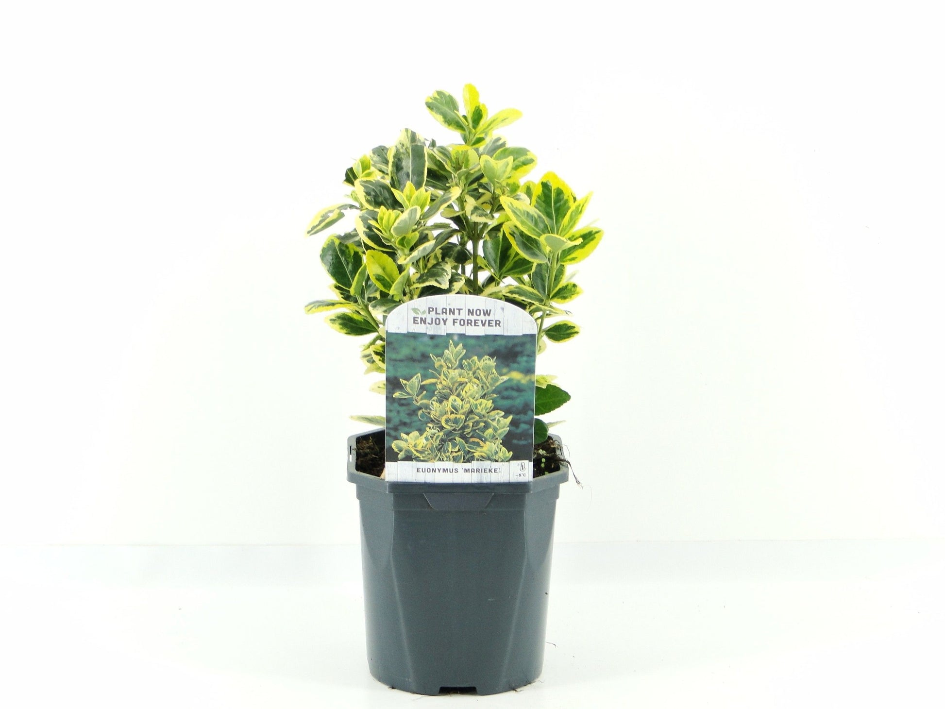 Euonymus Marieke 20cm 17cm Pot