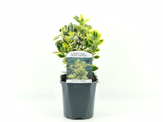 Euonymus Marieke 20cm 17cm Pot