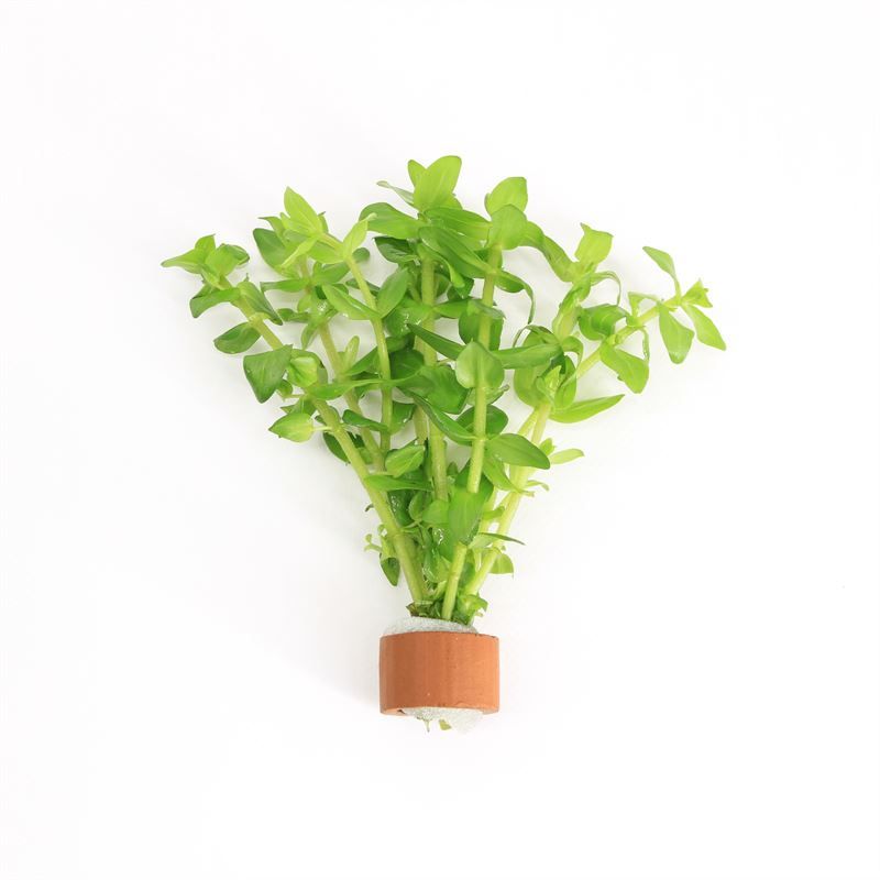 Bacopa caroliniana 5cm 2cm Pot