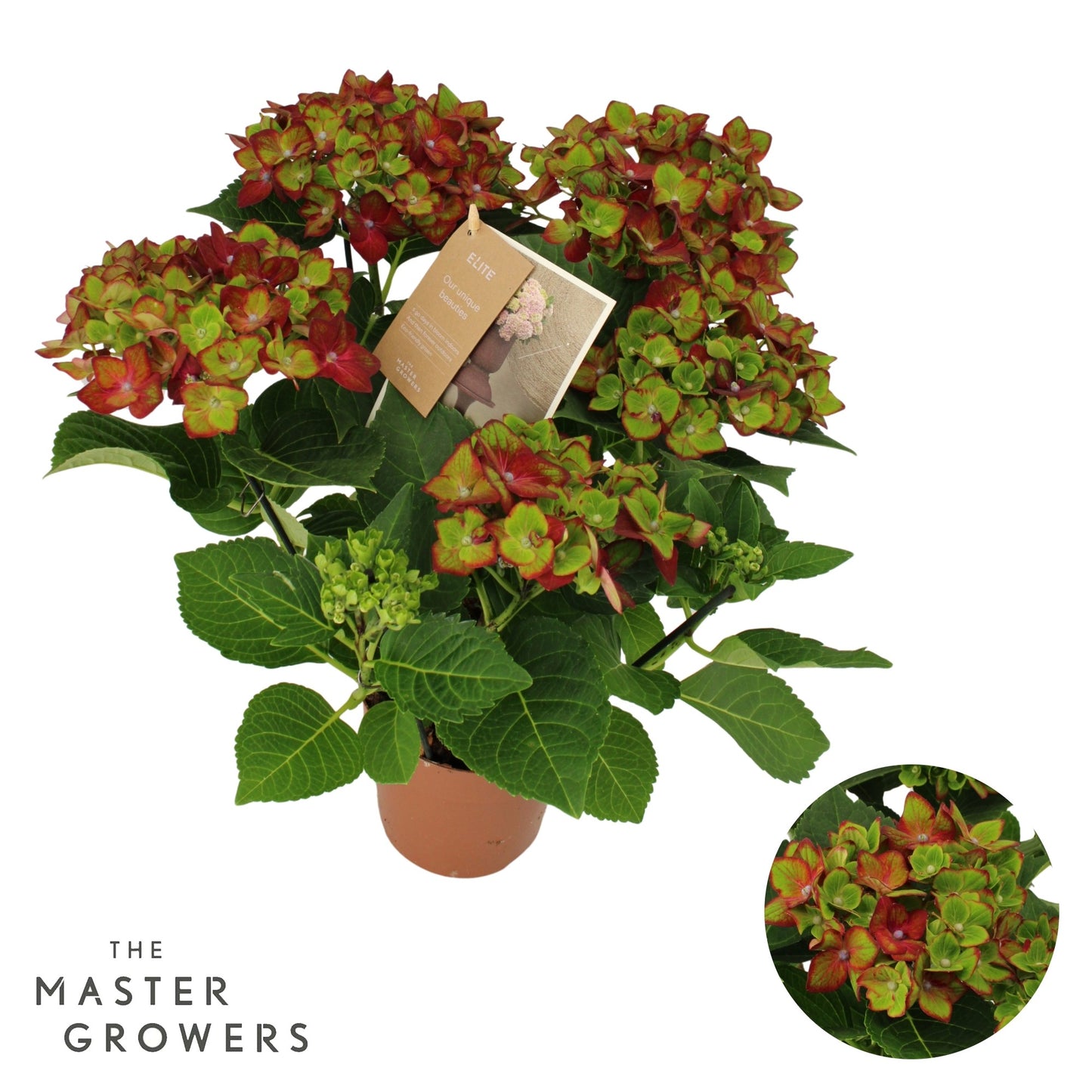 Hydrangea macr. Hi Road 40cm 14cm Pot