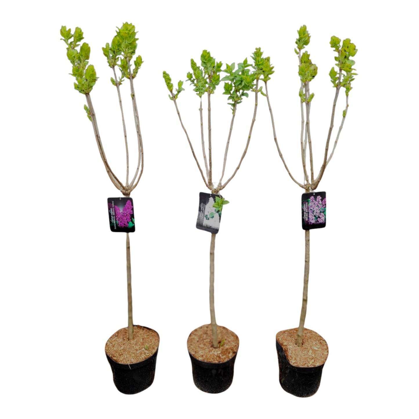 Syringa vul. Katherine Havemeyer 140cm 26cm Pot