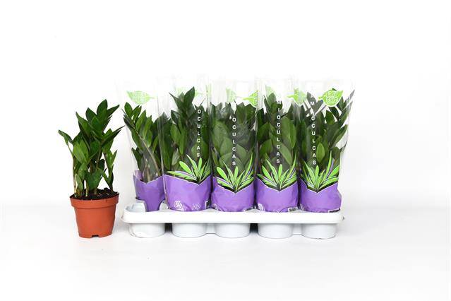 Zamioculcas zamiifolia 35cm 12cm Pot