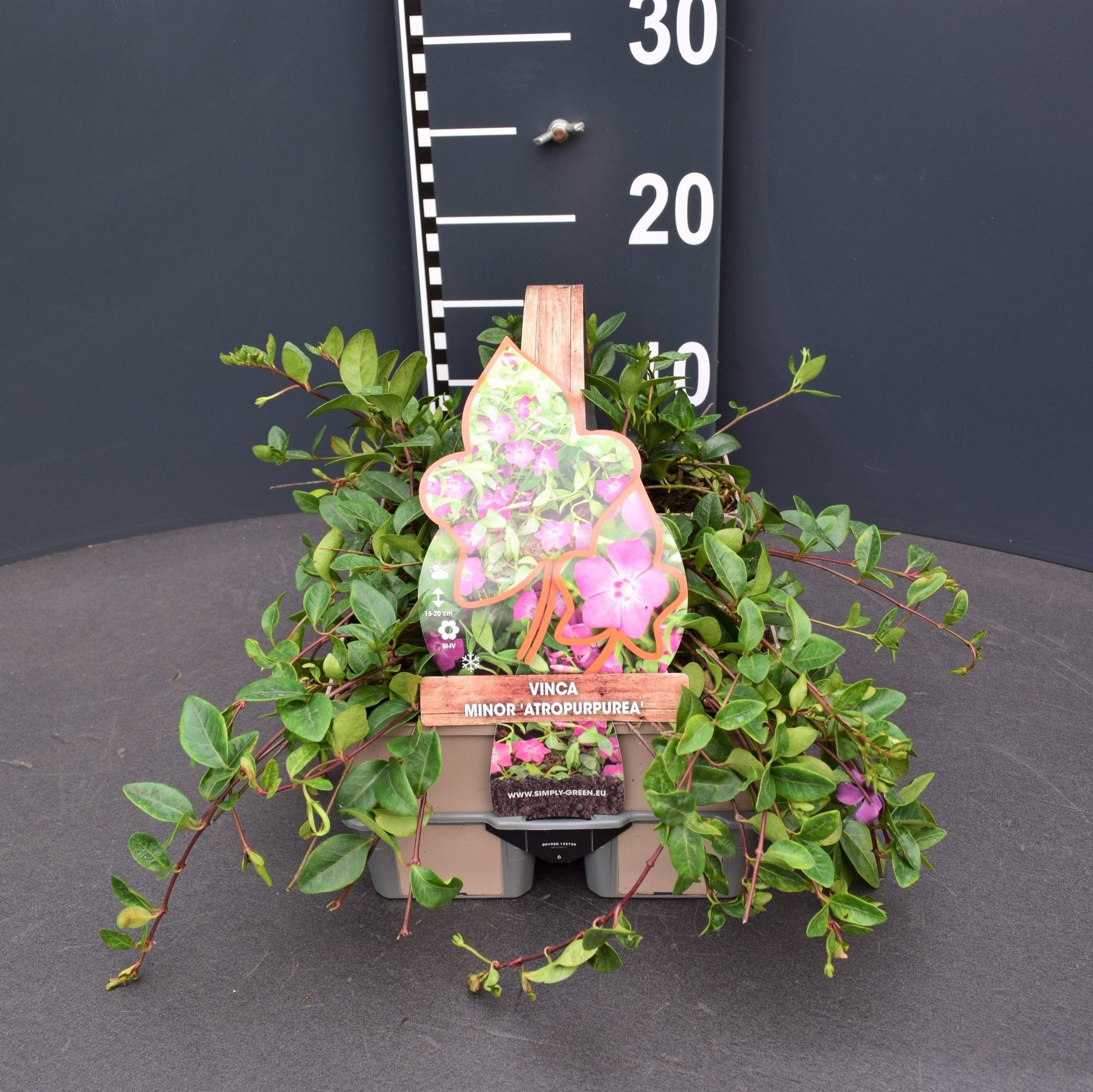 Vinca min. Atropurpurea 6-pack 5cm 9cm Pot