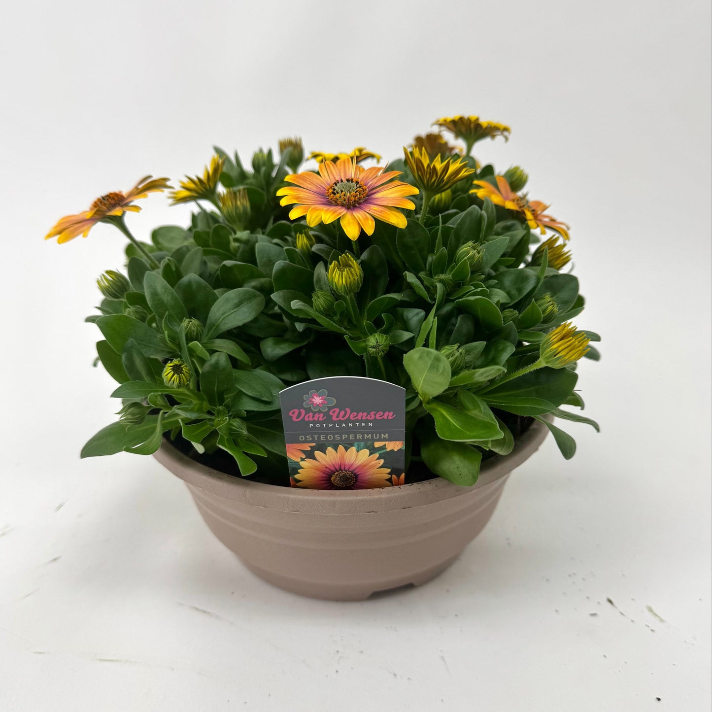 Osteospermum Senorita Bonita 24cm 21cm Pot