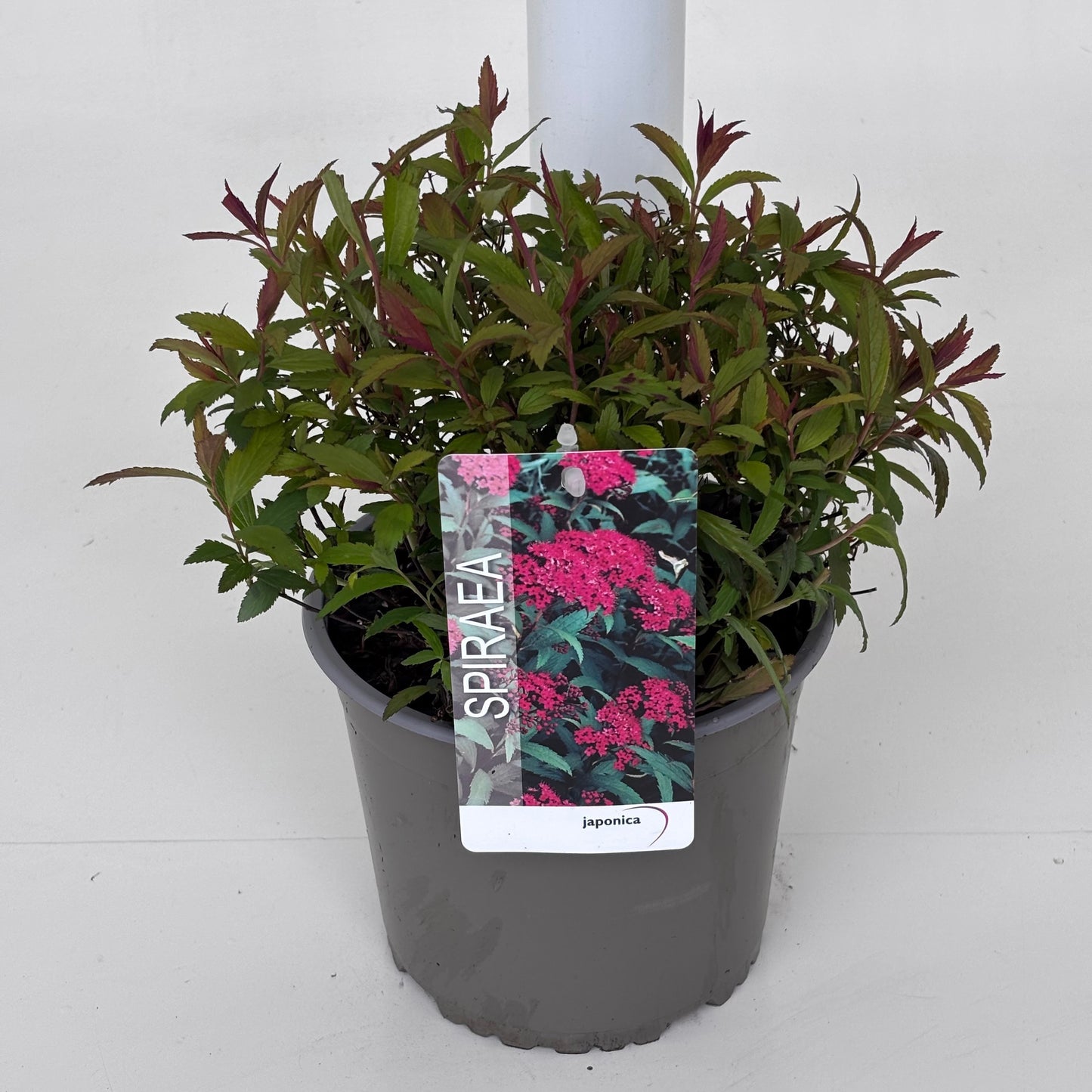 Spiraea jap. Anthony Waterer 25cm 19cm Pot