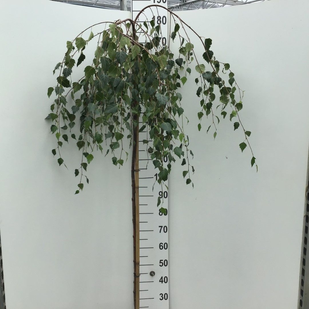 Betula pendula 150cm 29cm Pot