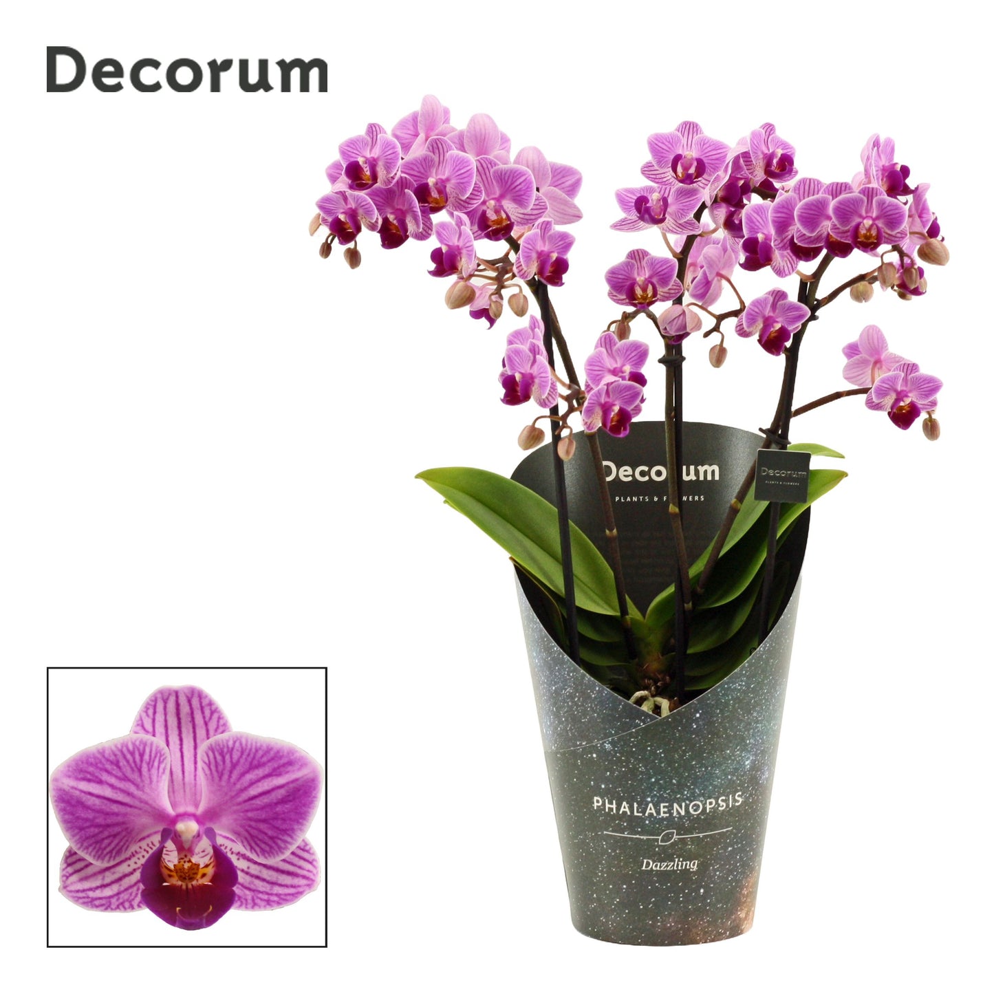 Phalaenopsis mf. Dazzling Dreamer 35cm 12cm Pot