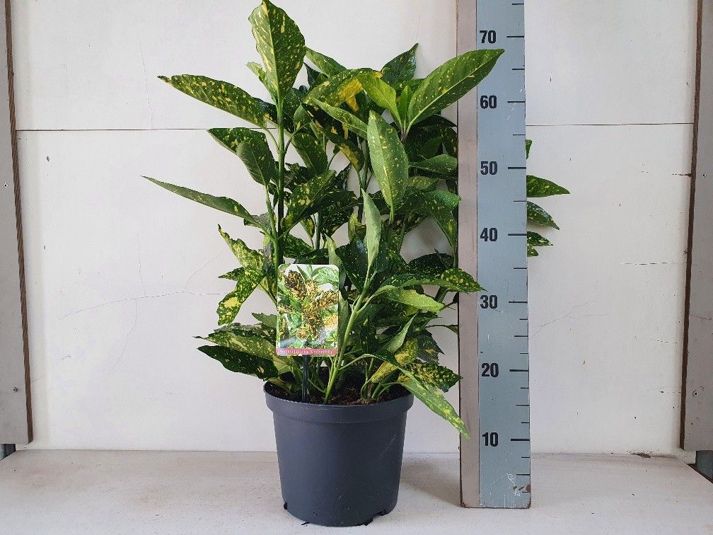 Aucuba jap. Crotonifolia 50cm 23cm Pot