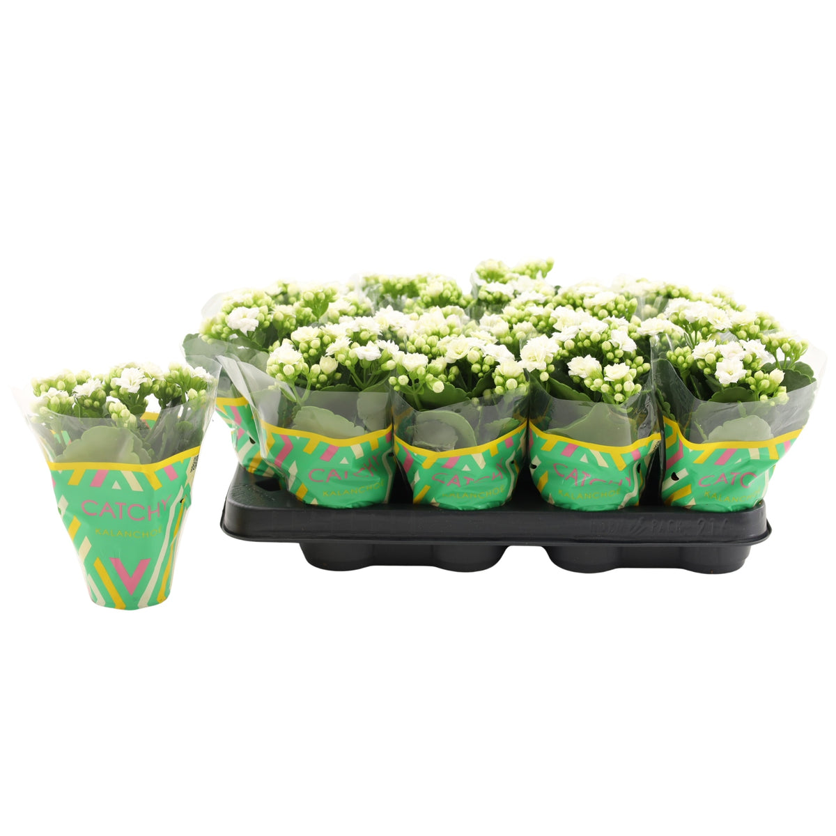 Kalanchoe double Whites White 15cm 8cm Pot