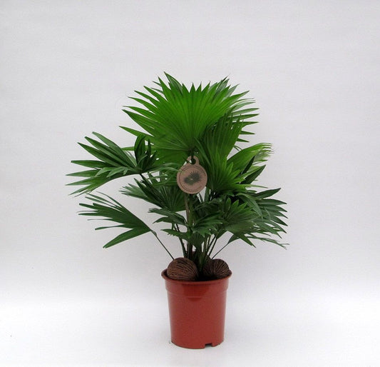 Livistona rot. + kadulnuts 65cm 17cm Pot