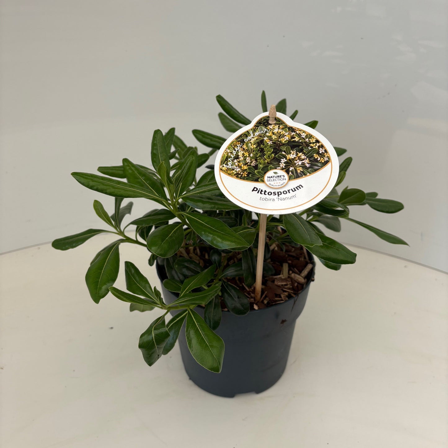 Pittosporum tobira Nanum 35cm 17cm Pot