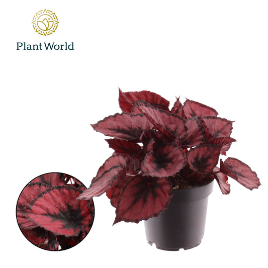 Begonia Magic Colours Red Kiss 25cm 12cm Pot