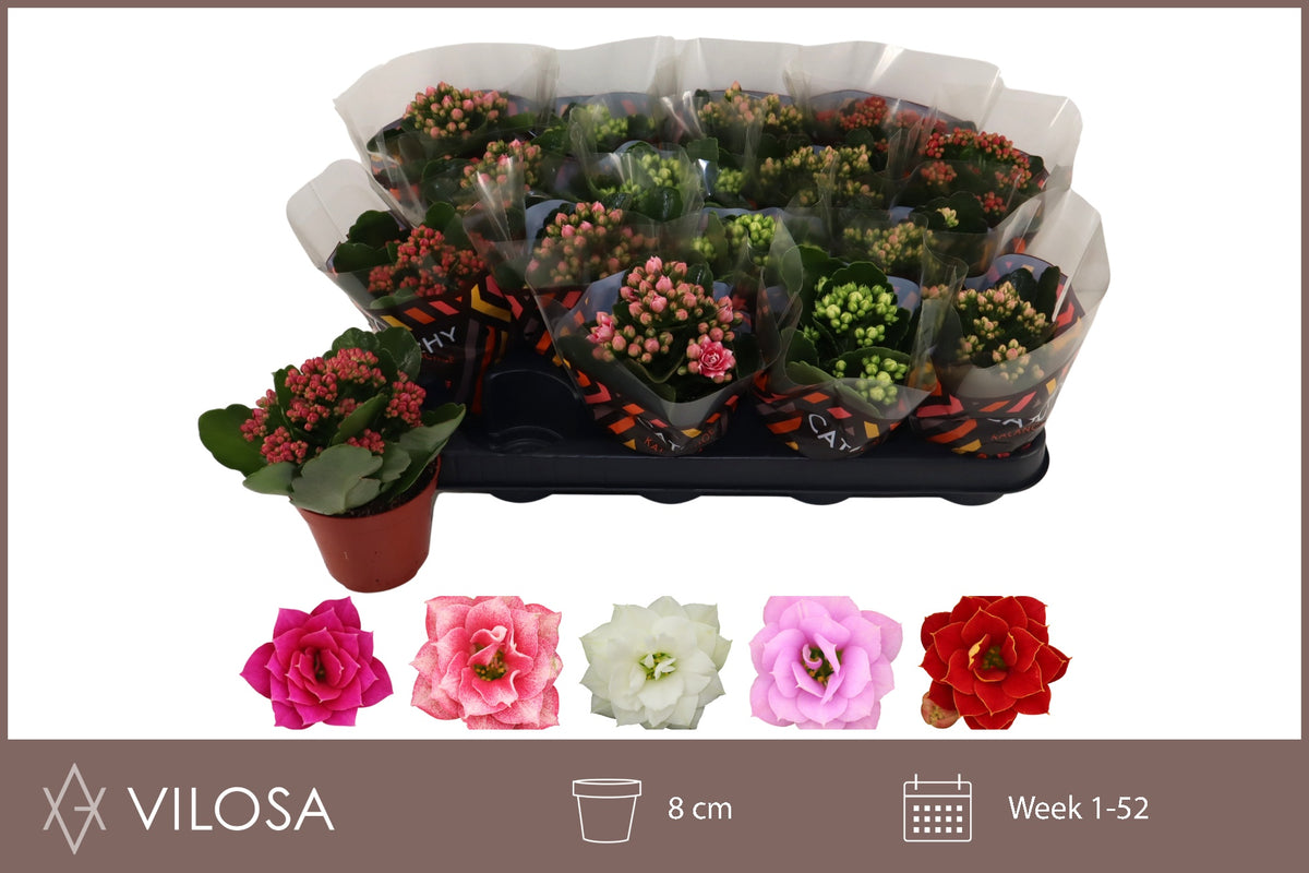 Kalanchoe mix 15cm 8cm Pot