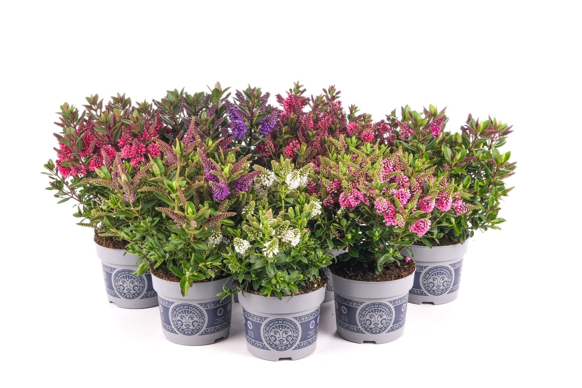 Hebe All Blooms mix 20cm 12cm Pot