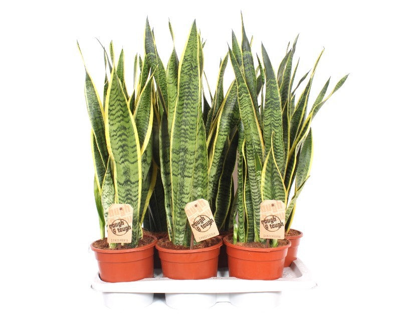 Sansevieria Laurentii 65cm 17cm Pot