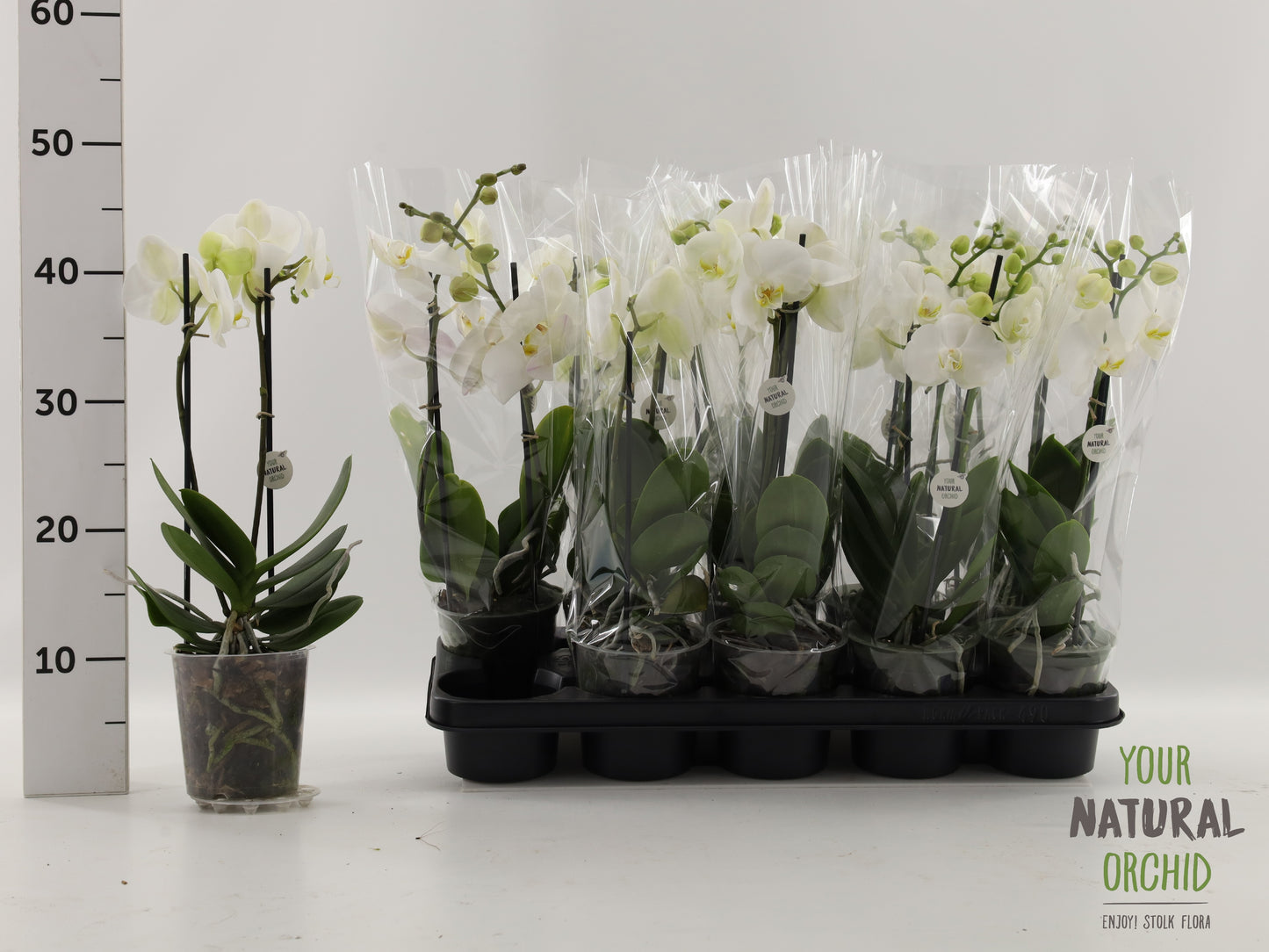 Phalaenopsis white 35cm 12cm Pot