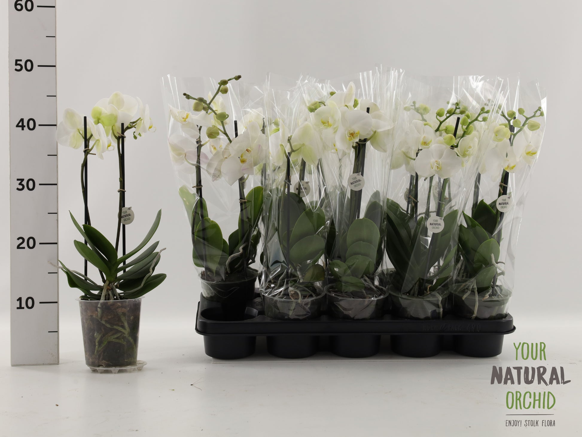Phalaenopsis white 35cm 12cm Pot