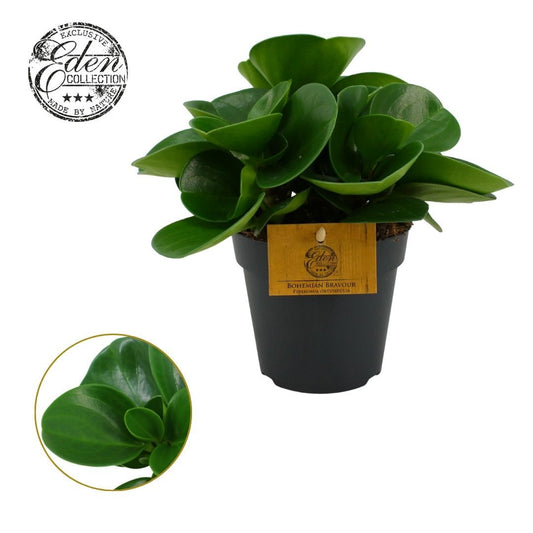 Peperomia obtusifolia Green 20cm 12cm Pot